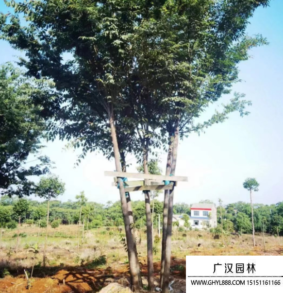 叢生櫸樹 叢生櫸樹