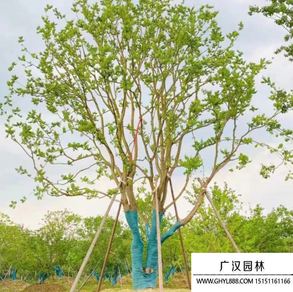 叢生烏桕 叢生烏桕