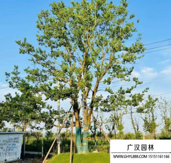 叢生烏桕 叢生烏桕