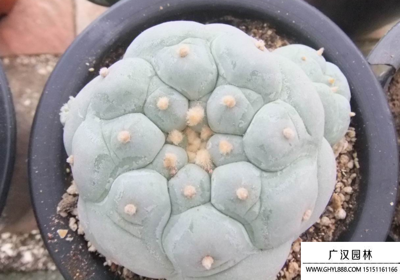 烏羽玉種子 烏羽玉種子