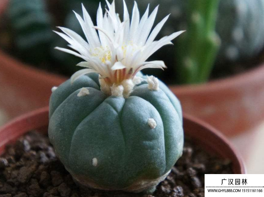 烏羽玉種子 烏羽玉種子