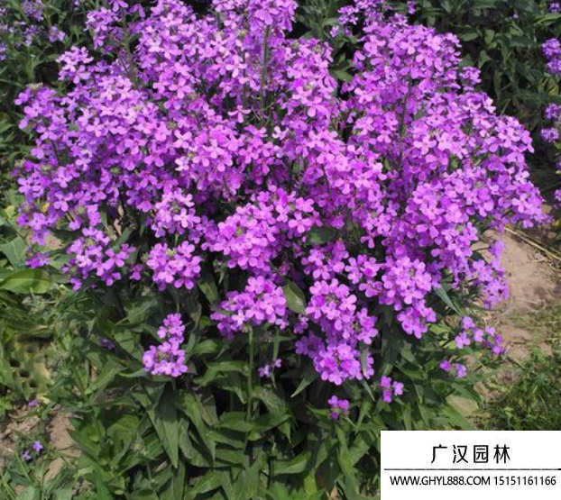 藍香芥種子 藍香芥種子