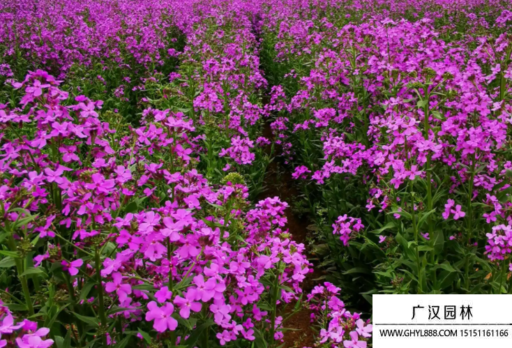 藍香芥種子 藍香芥種子