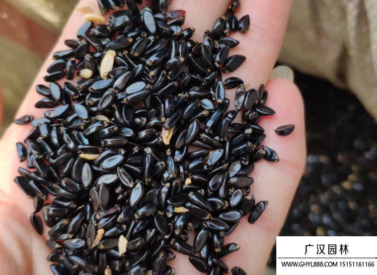 黃楊種子 黃楊種子