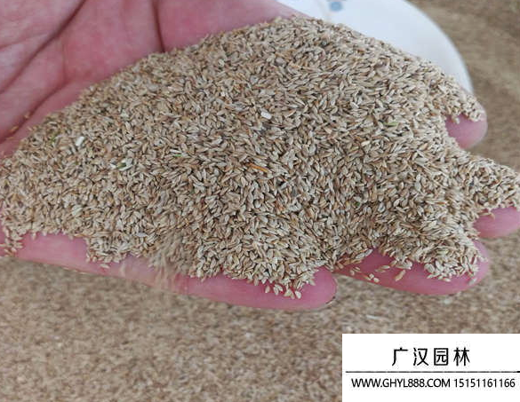 狗牙根種子 狗牙根種子