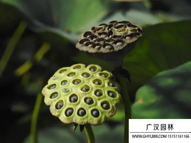 荷花種子 荷花種子