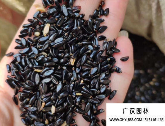 黃楊種子 黃楊種子