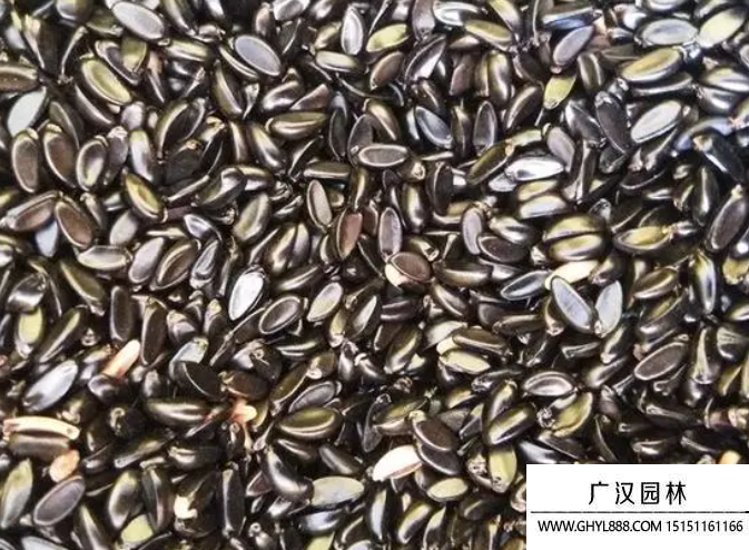 黃楊種子 黃楊種子