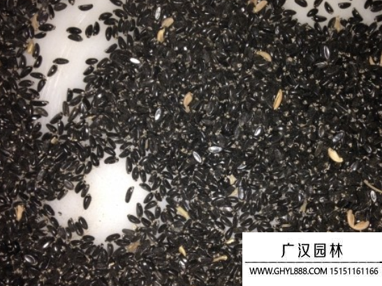 黃楊種子 黃楊種子