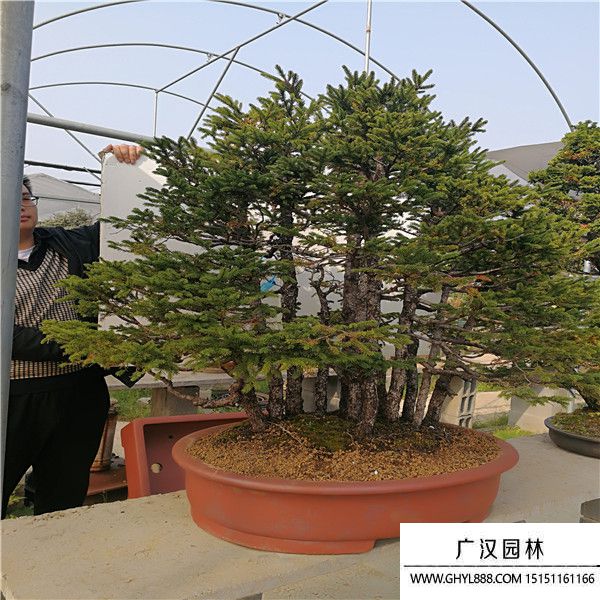 蝦夷松盆景