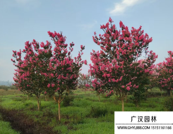 大花紫薇 大花紫薇