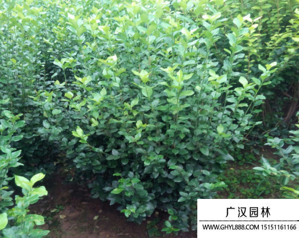 大葉扶芳藤 大葉扶芳藤