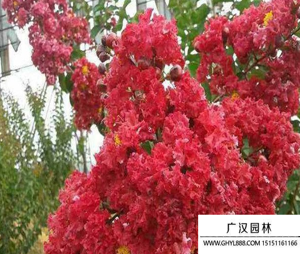 三紅紫薇 三紅紫薇