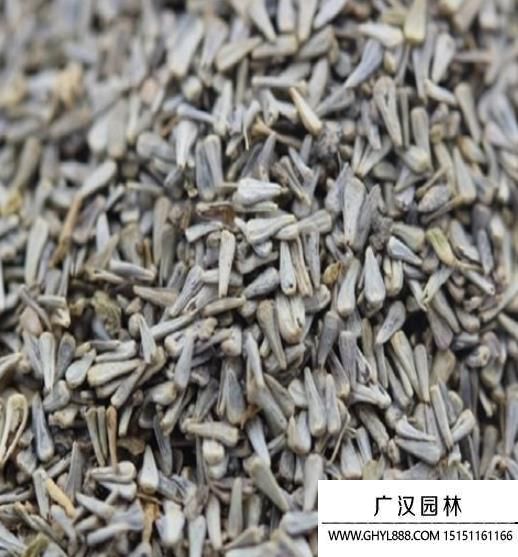 花卉種子 花卉種子