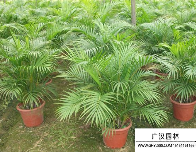 散尾葵種子 散尾葵種子