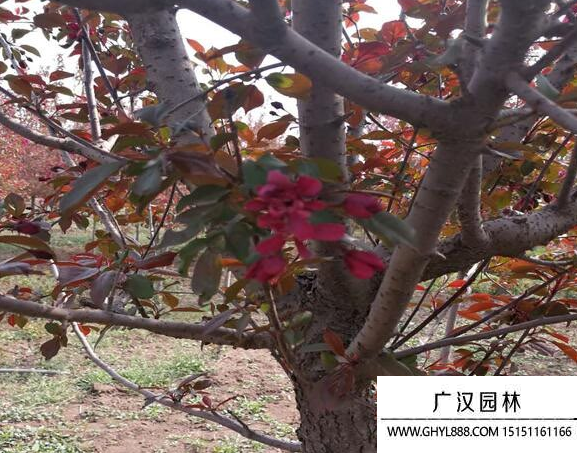 紅寶石海棠 紅寶石海棠