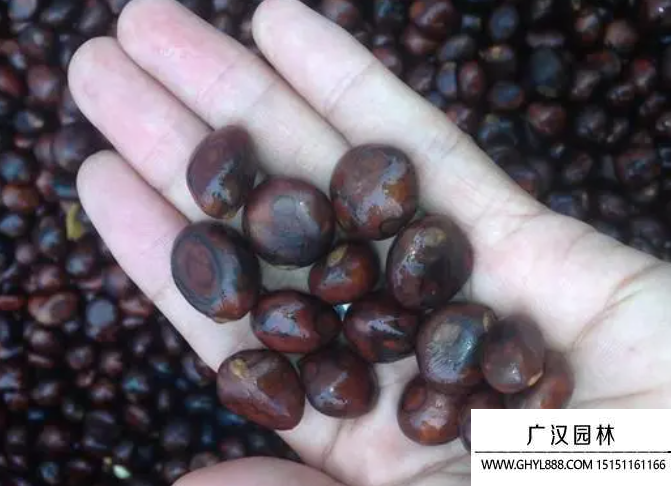 枇杷種子 枇杷種子