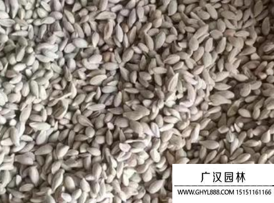 檸檬種子 檸檬種子