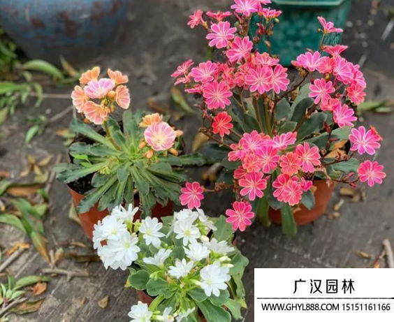 路薇花種子 路薇花種子