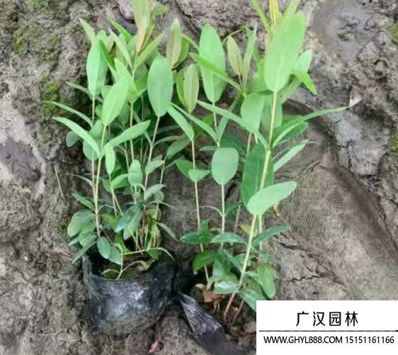 金絲桃杯苗 金絲桃杯苗