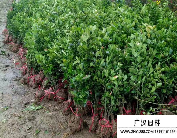 大葉黃楊 大葉黃楊