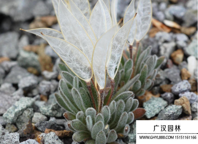 大地翅膀種子 大地翅膀種子