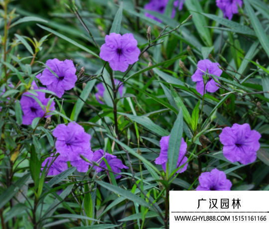 翠蘆莉種子 翠蘆莉種子