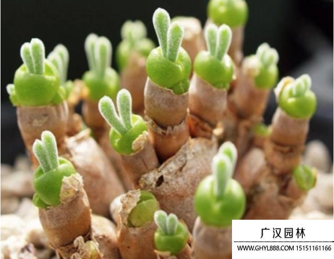 碧光環(huán) 碧光環(huán)