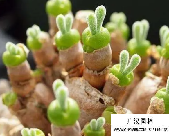 碧光環(huán) 碧光環(huán)