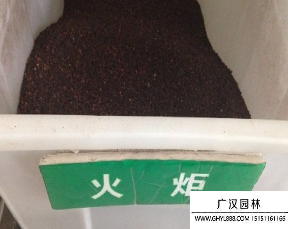 火炬種子 火炬種子