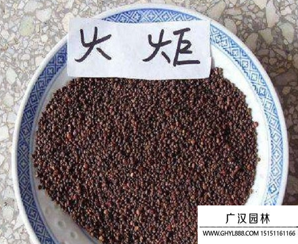 火炬種子 火炬種子