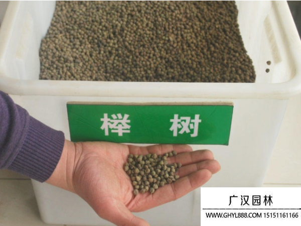 櫸樹(shù)種子 櫸樹(shù)種子