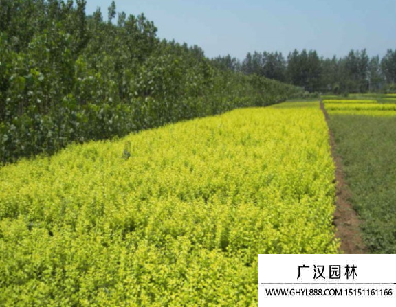 黃葉女貞 黃葉女貞