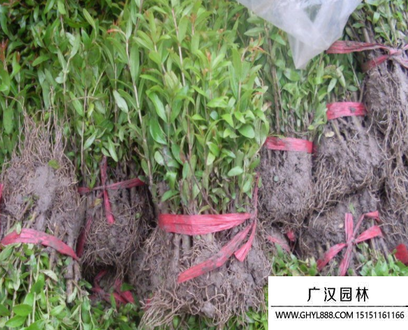 獨(dú)桿石榴 獨(dú)桿石榴