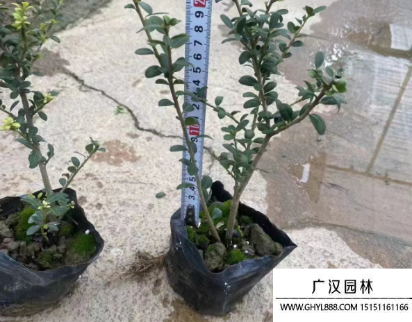 龜甲冬青 龜甲冬青