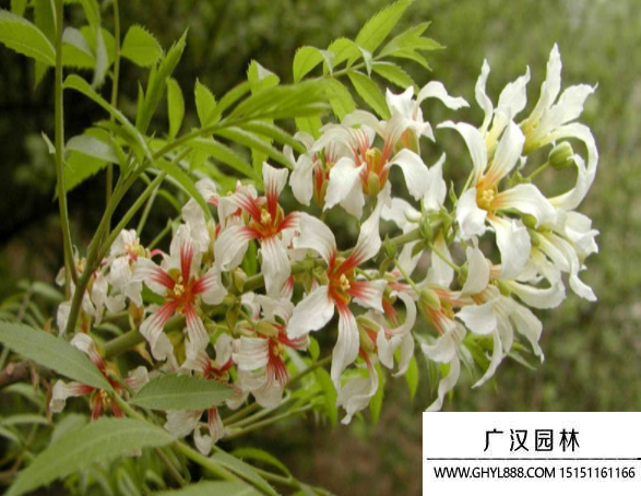 獨桿金銀木 獨桿金銀木