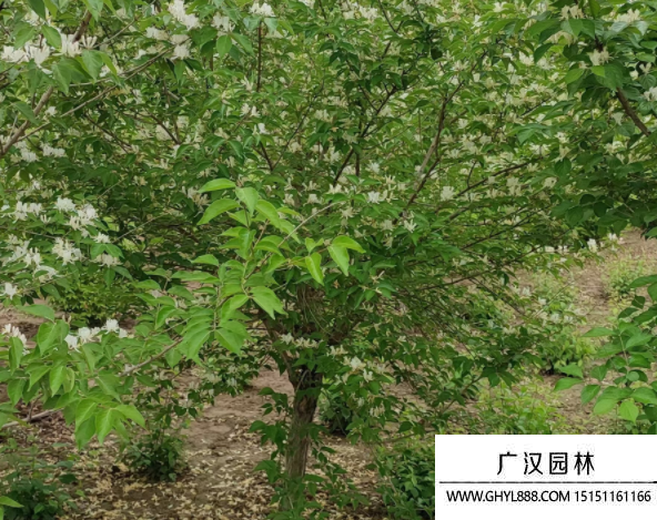 獨桿金銀木 獨桿金銀木