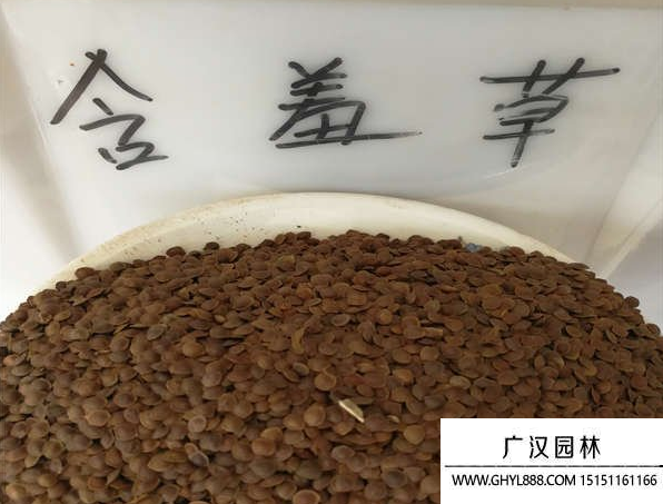 含羞草種子 含羞草種子