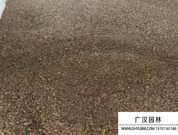 含羞草種子 含羞草種子