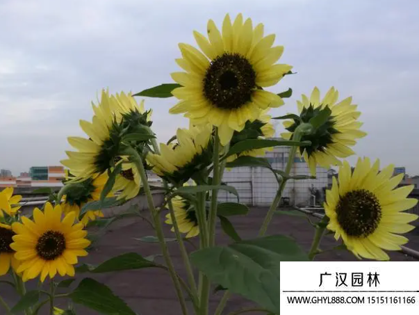 多頭向日葵 多頭向日葵