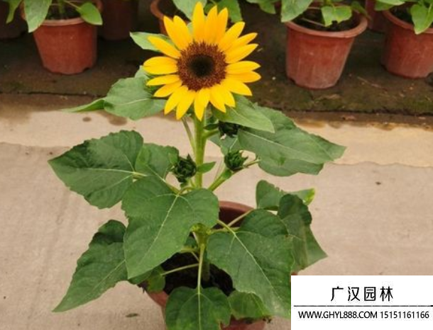 多頭向日葵 多頭向日葵