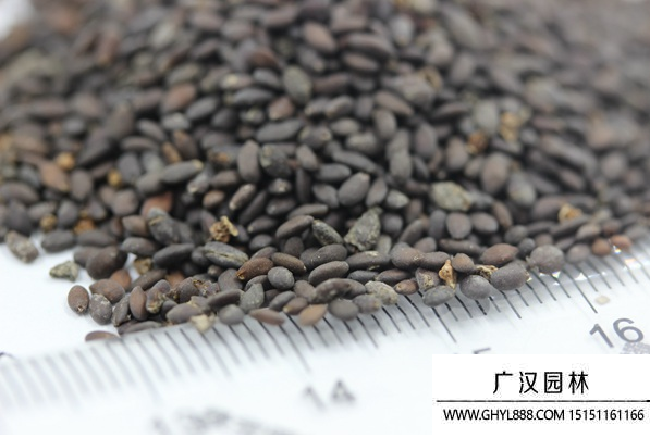 鼠尾草種子 鼠尾草種子