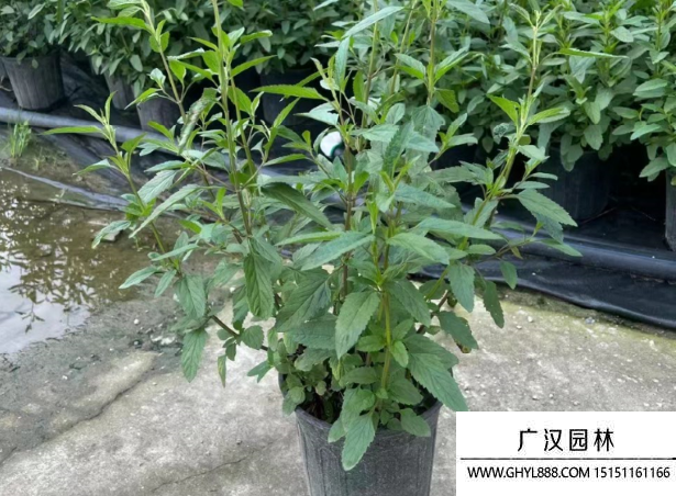 紅花鼠尾草 紅花鼠尾草