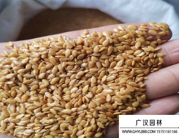 黃金亞麻籽 黃金亞麻籽