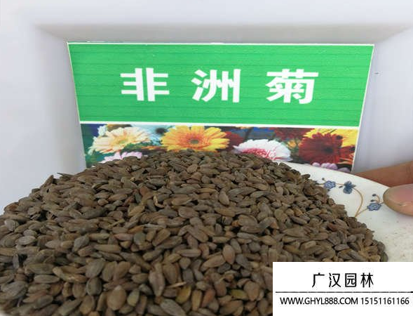 非洲菊種子 非洲菊種子