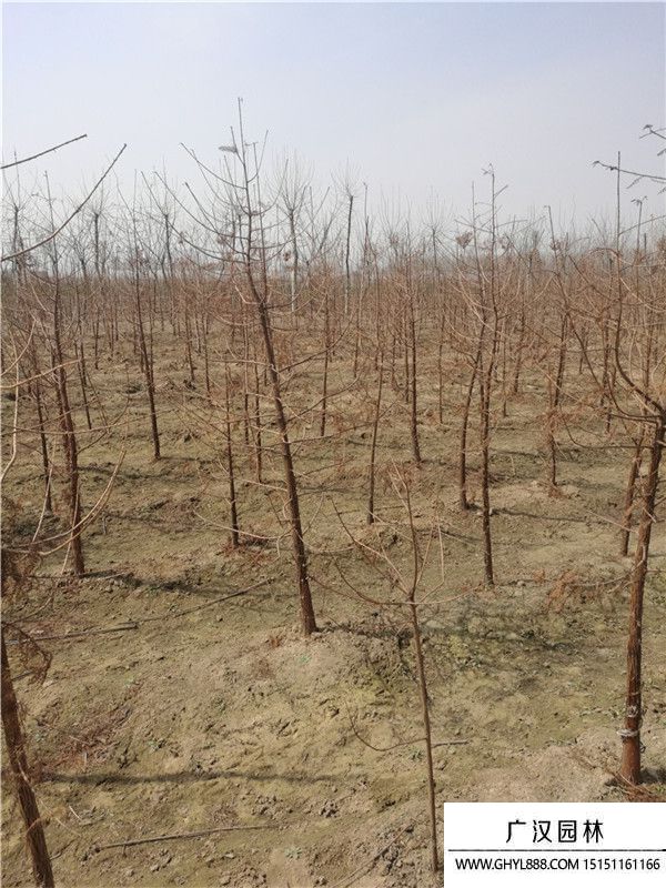 水杉樹苗 水杉樹苗