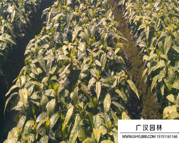 灑金珊瑚種子 灑金珊瑚種子