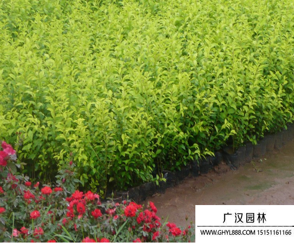 日本女貞 日本女貞