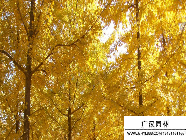 實(shí)生銀杏 實(shí)生銀杏