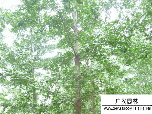 實(shí)生銀杏 實(shí)生銀杏